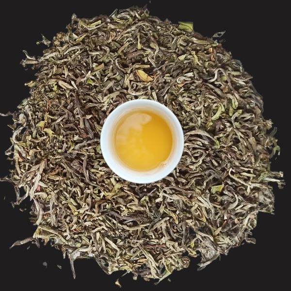 SHIBO (500 x 500 px) (600 x 600 px) (400 x 400 px)